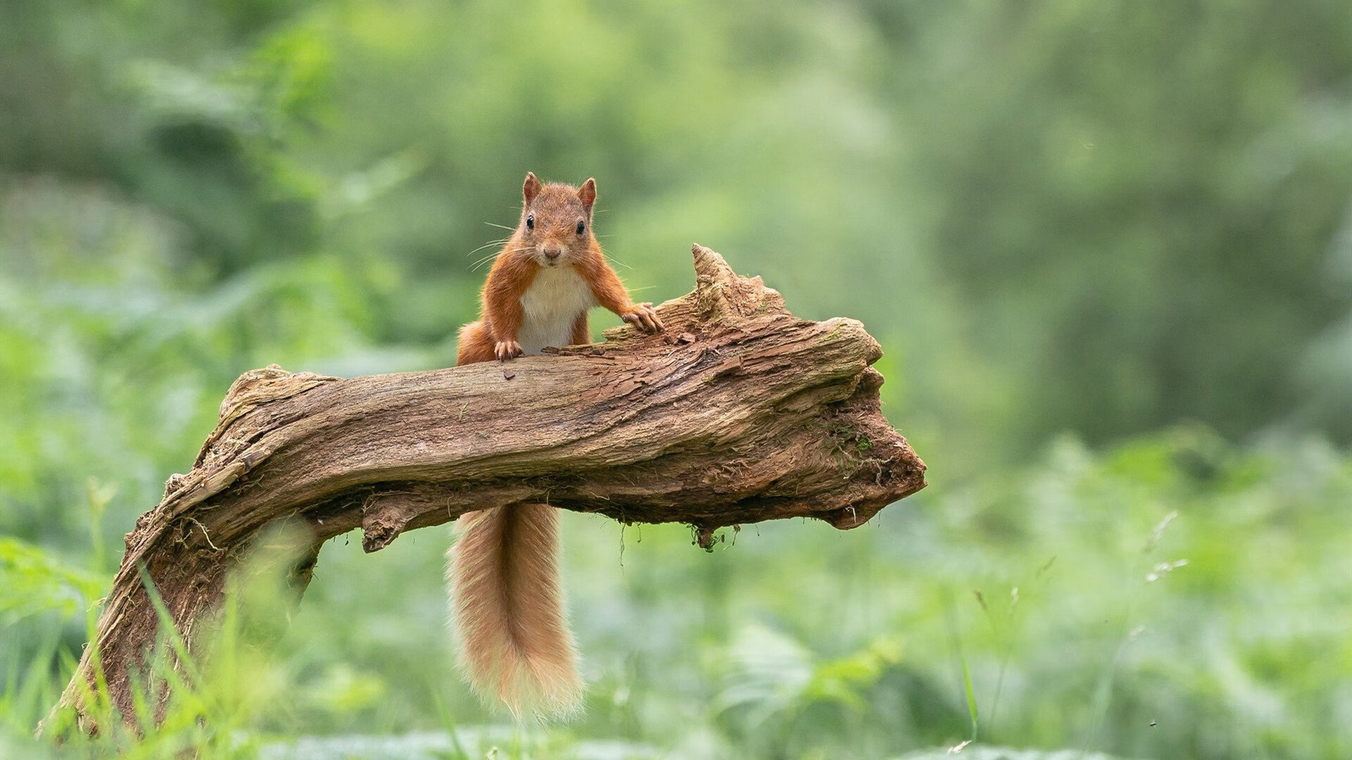 fb体育官网电脑版-欧冠比赛中的“另类战术”挑战常规，欧冠竞赛规则