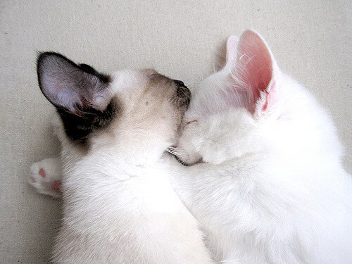 fb体育-科比的残疾幼年到篮球天王的非凡成长故事，科比生涯受的所有伤