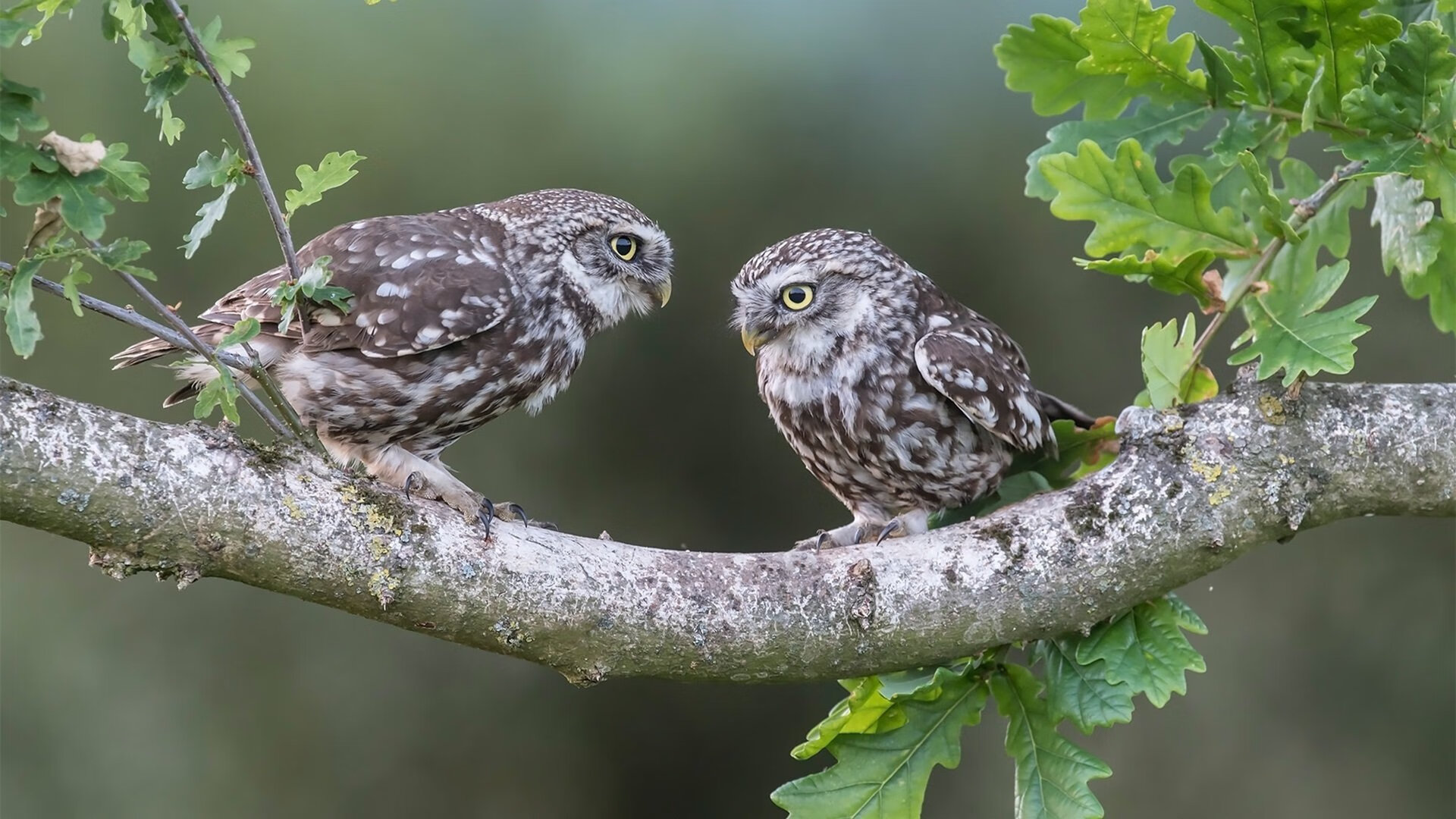 FB体育在线-联盟科技升级：追踪新赛制和装备的未来走向，新版联盟科技枪