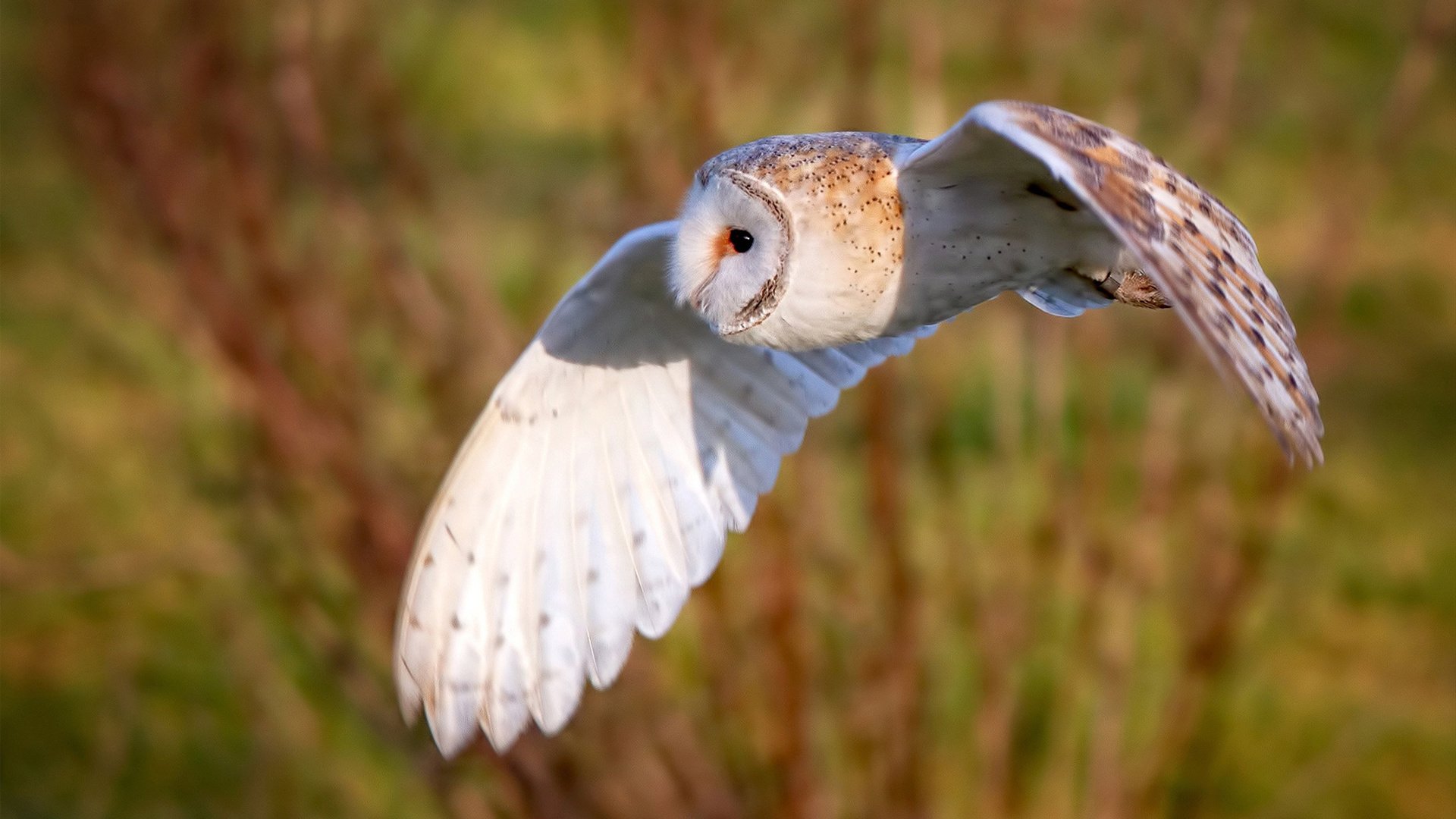 FB体育在线-费兰·托雷斯加盟切尔西，费兰托雷斯踢什么位置
