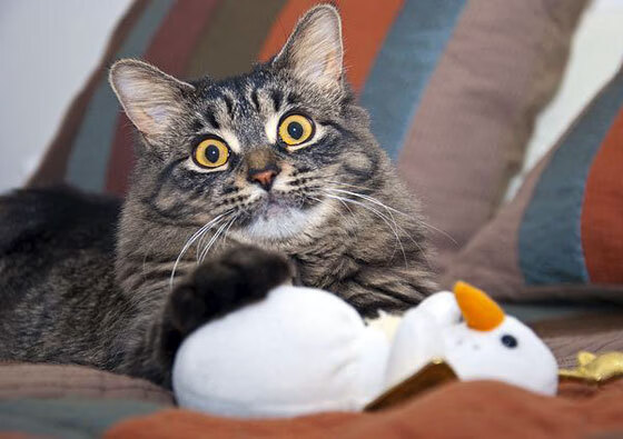 fb体育官网首页-官方滑雪运动安全标准升级，滑雪 运动