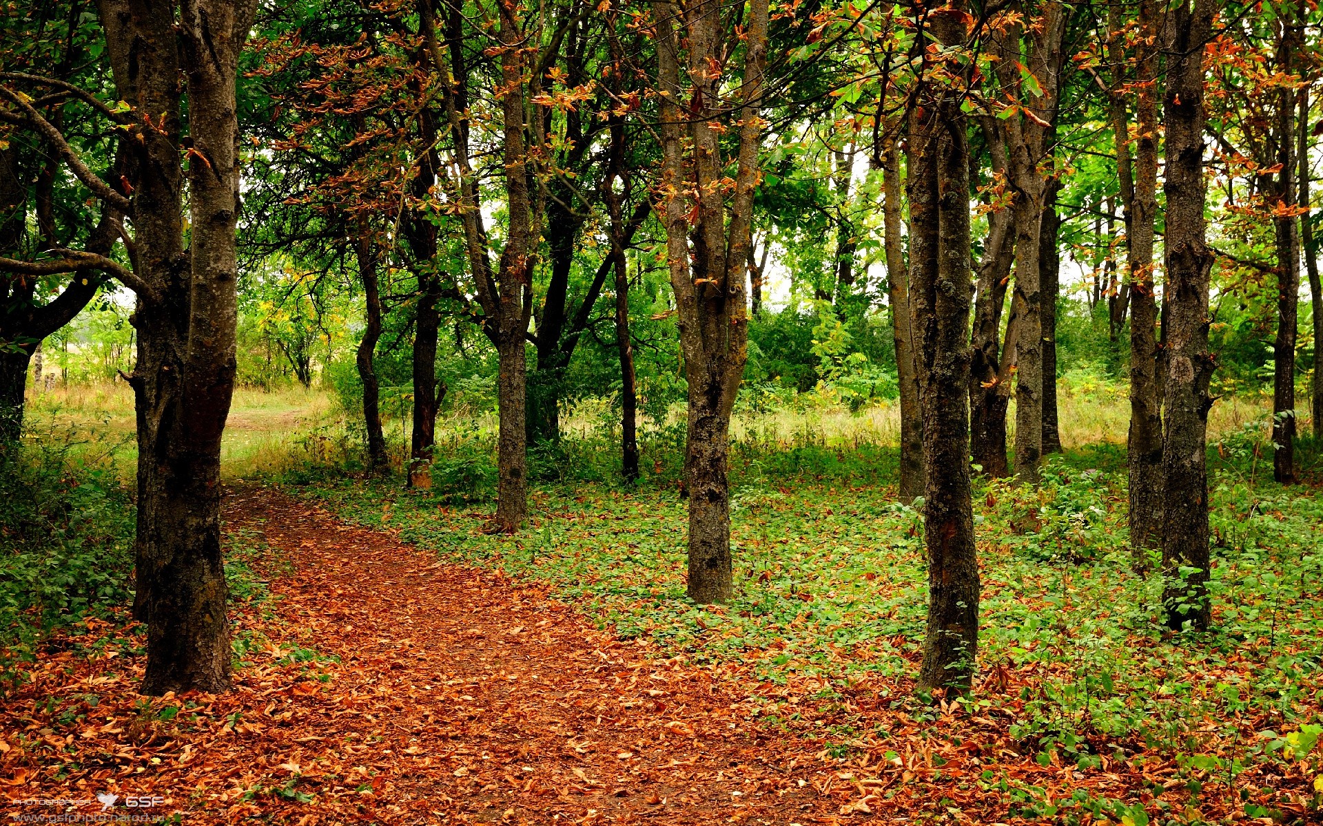fb体育官网-法兰克福客场逆转失败，德甲争冠形势严峻，德甲法兰克福队服