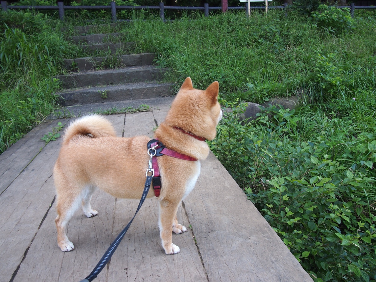 fb体育登录入口-法兰克福对决莱比锡，欧战资格竞争白热化，法兰克福莱比锡预测