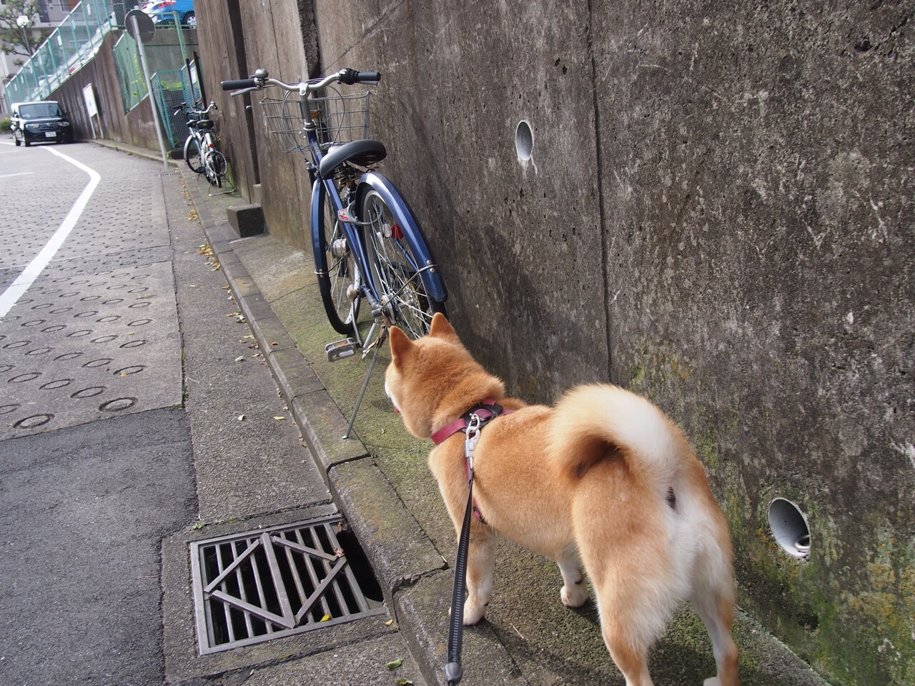 fb体育官网-中国队精准换泳成夺冠重要一环，中国队专用泳裤
