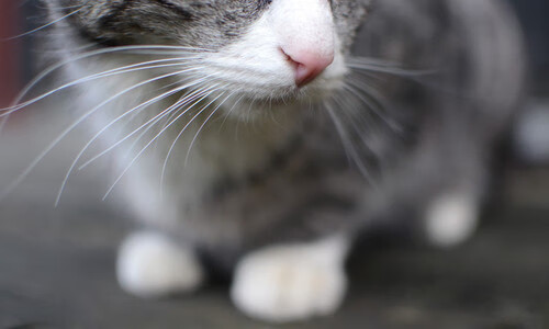 fb体育网页版-库里突破分球助攻数据持续提升，库里运球突破