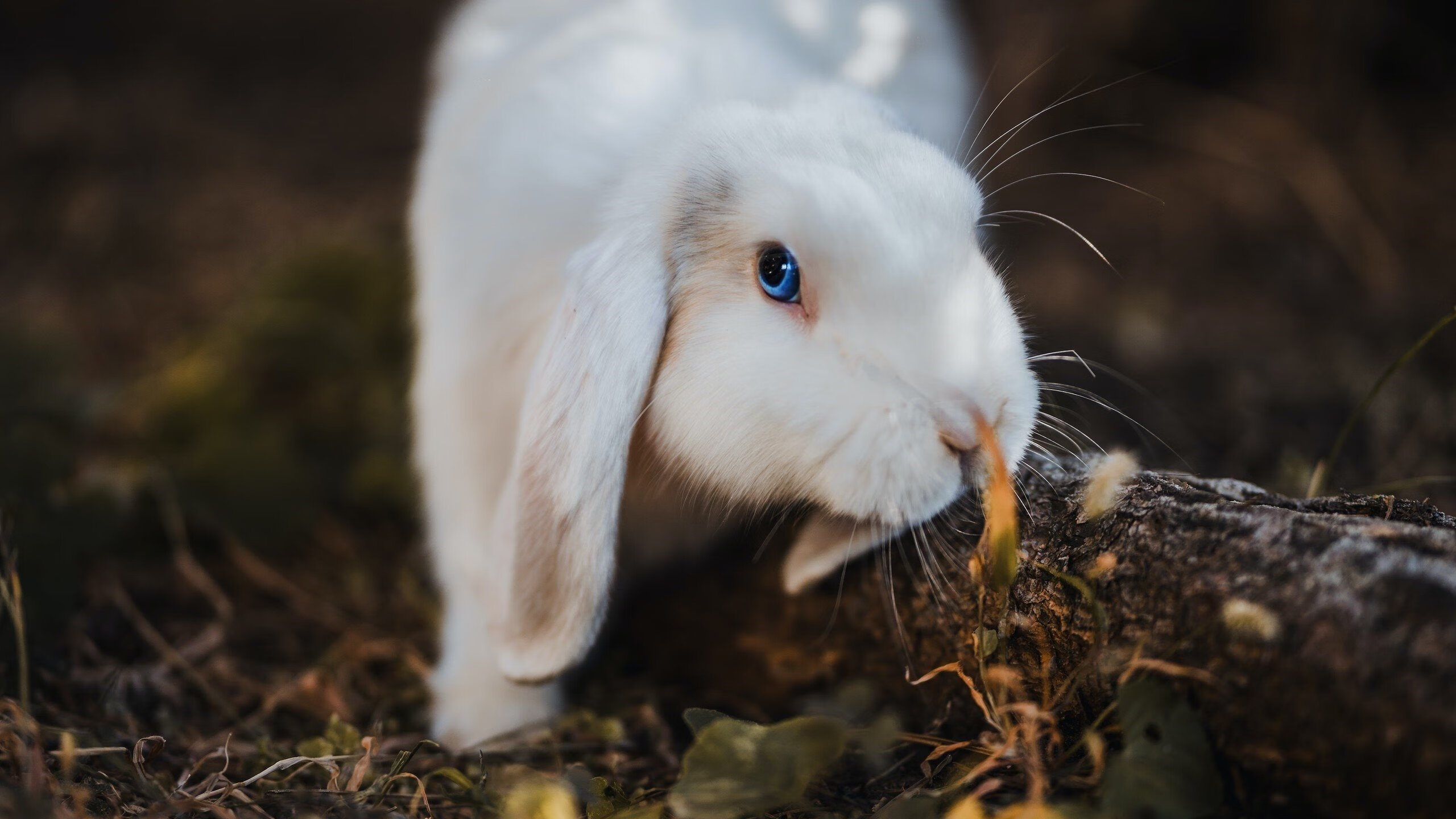 fb体育-火箭完成绝杀NBA总决赛，火箭队绝杀